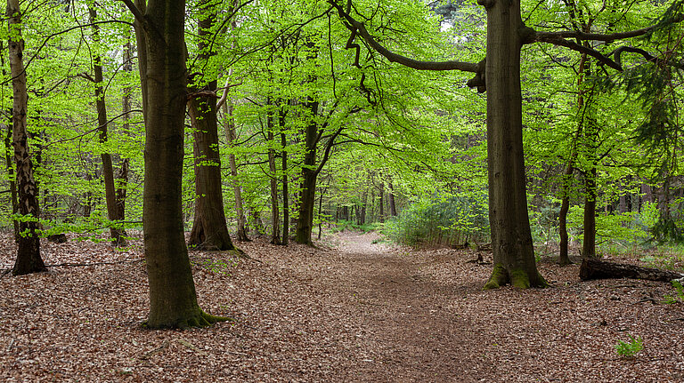 A Pathway leading into a forest.